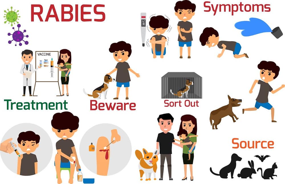 Pengertian Rabies: Penyebab, Gejala, Pengobatan & Pencegahannya