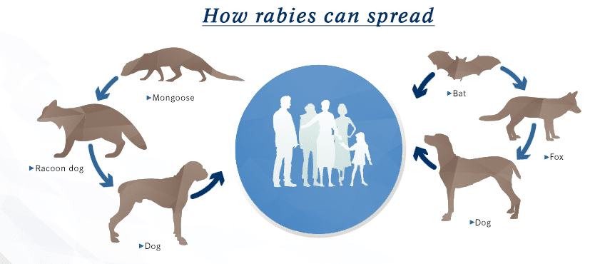 Pengertian Rabies: Penyebab, Gejala, Pengobatan & Pencegahannya